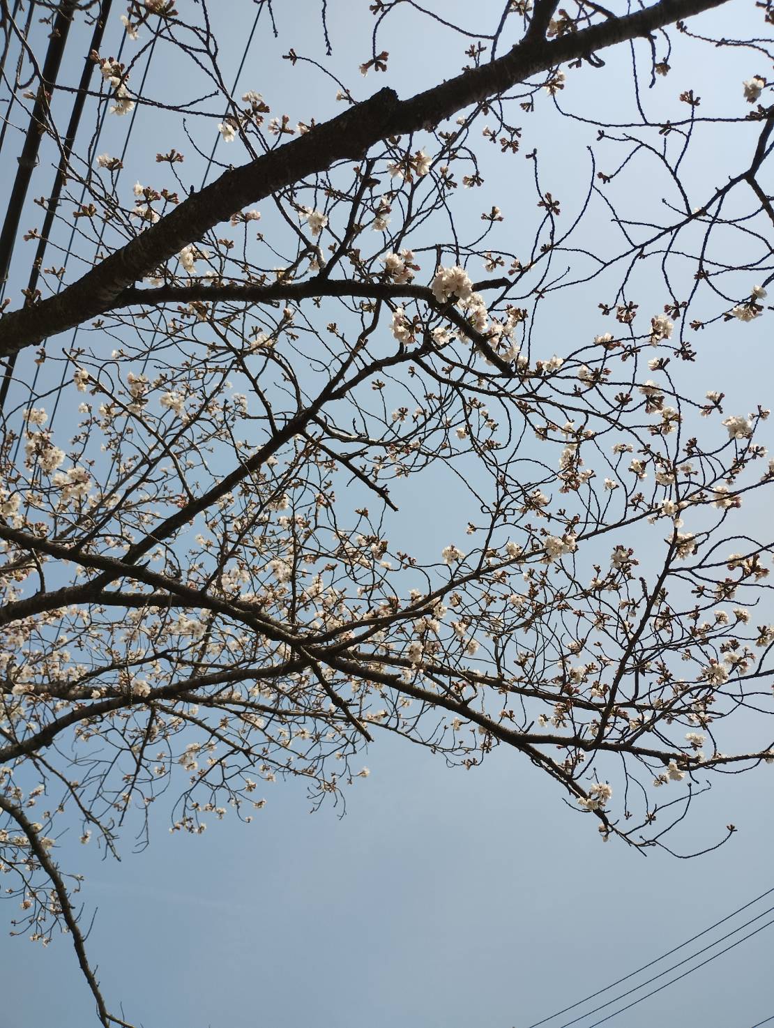 西流通団地の桜